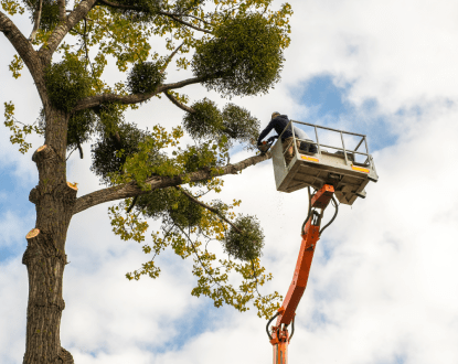 TREE REMOVAL